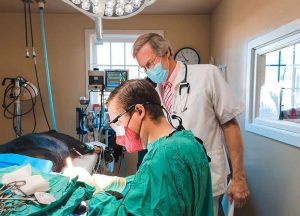 General Surgery at Old Dominion Animal Hospital