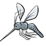 Understand Heartworms