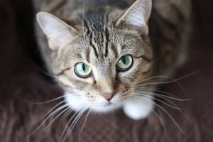 Why does my cat knock things over?