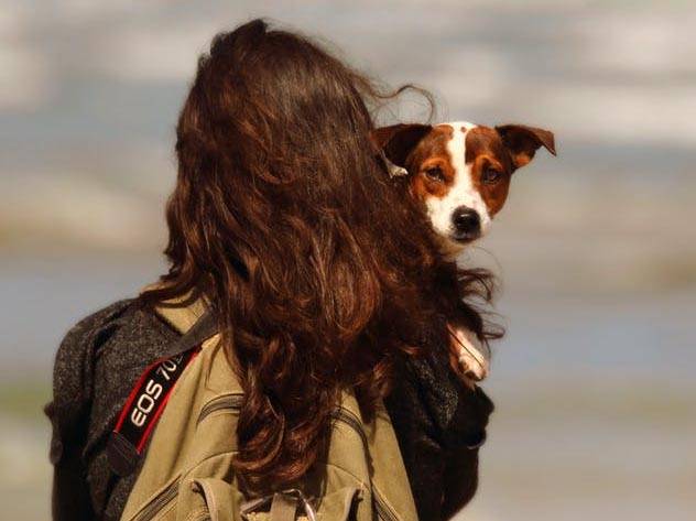 June is National Pet Preparedness Month!
