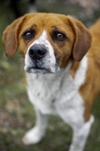 What to do if your dog is bitten by a snake