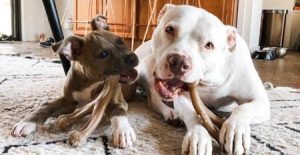 CASPCA Foster Open House