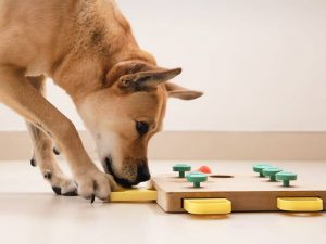 Help Your Dog Cope with Back to School Time