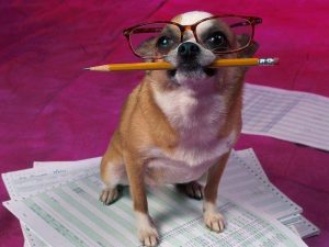 Back to School Tips to Keep Your Dog Happy