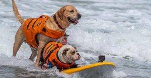 World Dog Surfing Championships