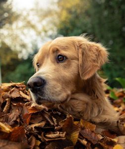 Old Dominion Animal Hospital Newsletter
