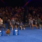 The National Dog Show