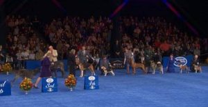 The National Dog Show