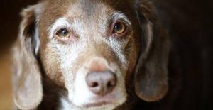 Adopt a Senior Pet Month