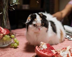 Thanksgiving Tips from Old Dominion Veterinarians