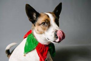 Holiday Treats
