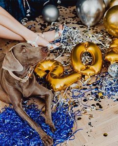 Happy New Year from Old Dominion Animal Hospital