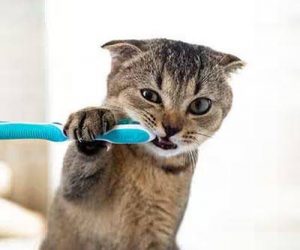Dental tips from Hill's Science Diet