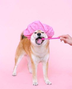 February is Pet Dental Health Month
