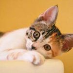 Helping Cats