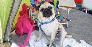 Chesapeake Bay Adventures with your Dog