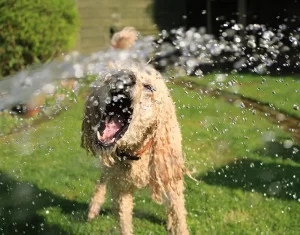 Summer Fun with Old Dominion Animal Hospital Charlottesville Veterinarians