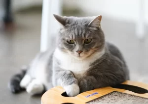 Tips to help your pet lose weight