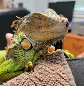 Exotic Pet Care at Old Dominion Animal Hospital