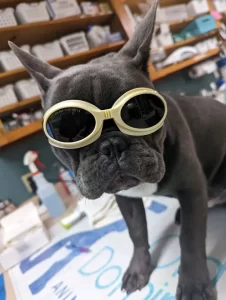 Veterinary Laser Therapy at Old Dominion Animal Hospital