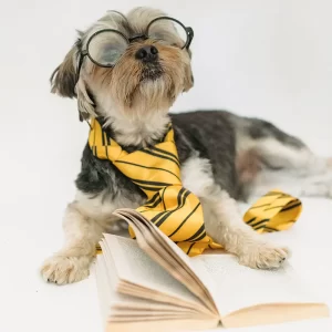 Back to School Season with Old Dominion Animal Hospital