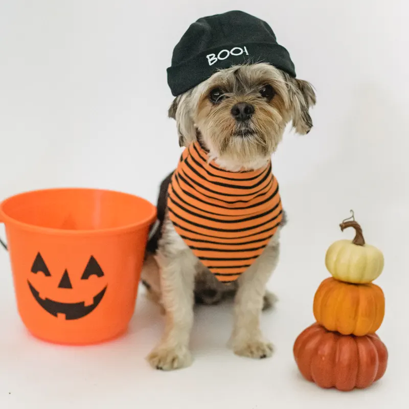 Halloween Fun at Old Dominion Animal Hospital