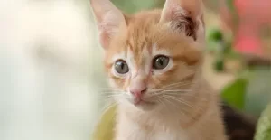 Companion Animal Fund