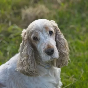 National Senior Pet Month