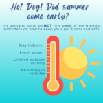 Heat awareness and pet safety this summer