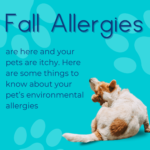 Environmental Allergies on the rise