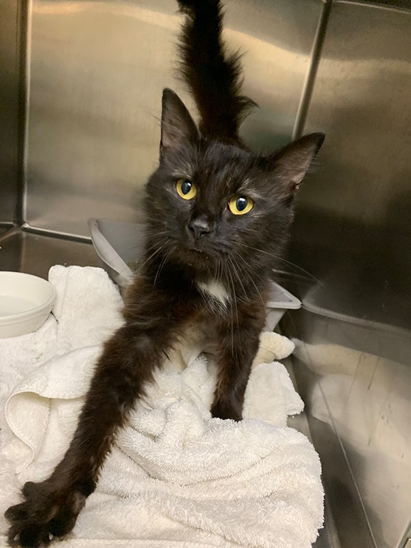 Old Dominion Animal Hospital Cat Rescue