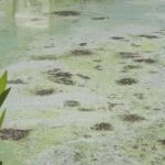 Algae Alert