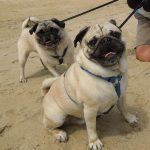 Get Out! (with Fido)