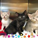 Cat Action Team