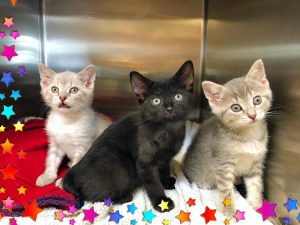 Cat Action Team Feline Rescue at Old Dominion Animal Hospital