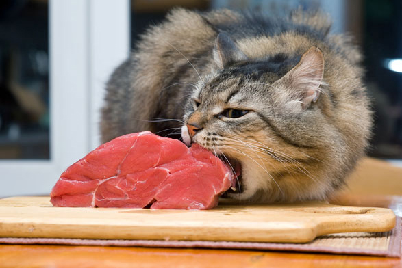 nutrition for cats