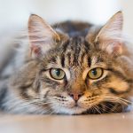 Cat-tastic Resolutions