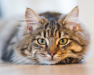 Charlottesville Animal Hospital