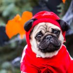 Halloween Harmony
