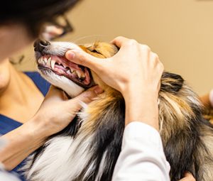 dog dental services