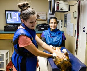 Veterinarian radiology