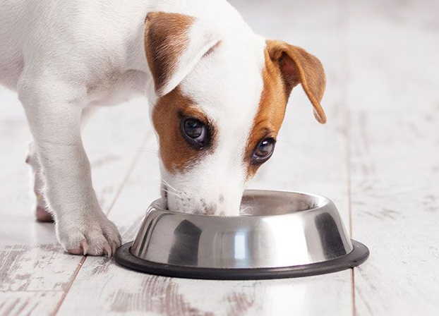 Canine nutrition guide