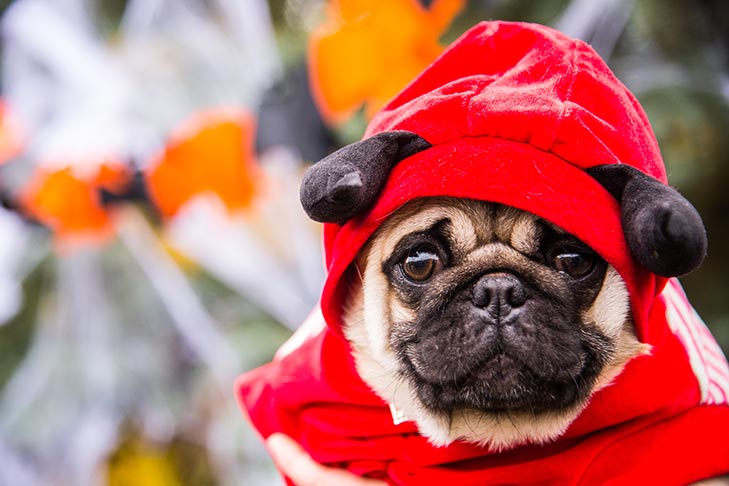 Pug hats for humans sales