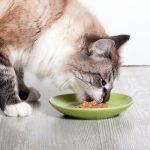 Finicky Feline
