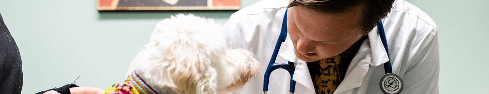 Charlottesville Veterinarian