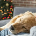 Howl-iday Film Favorites