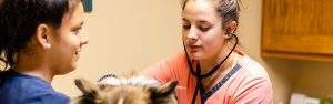 Charlottesville veterinarian appointment