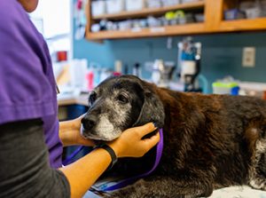 Animal Hospice Care