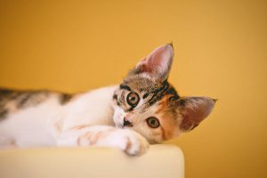 Cat Grooming Tips from Old Dominion Animal Hospital