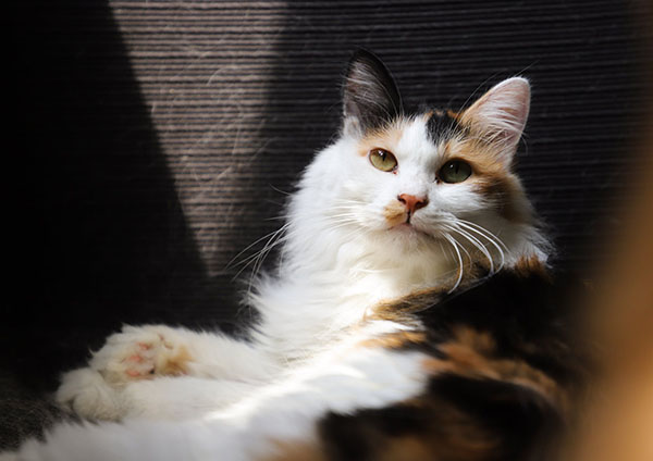 Pretty Kitty - Grooming Tips for Cats
